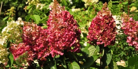 Hydrangea paniculata mega mindi: sadnja i njega, fotografije, recenzije